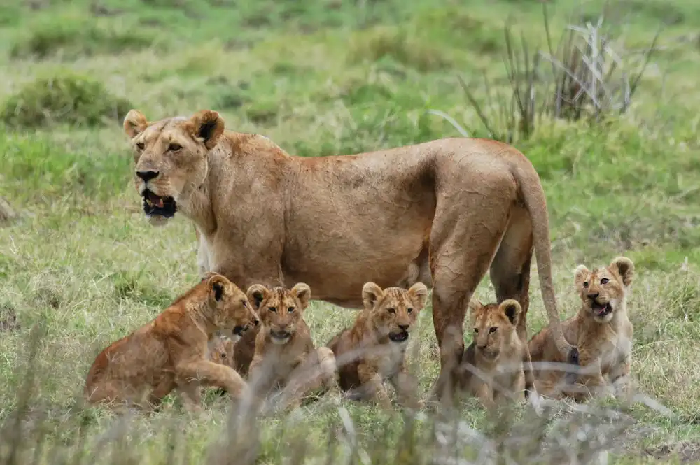 A captivating moment in Mikumi National Park featuring a lioness and cubs roaring. Discover the wonders of the wild at the best time to visit Mikumi.