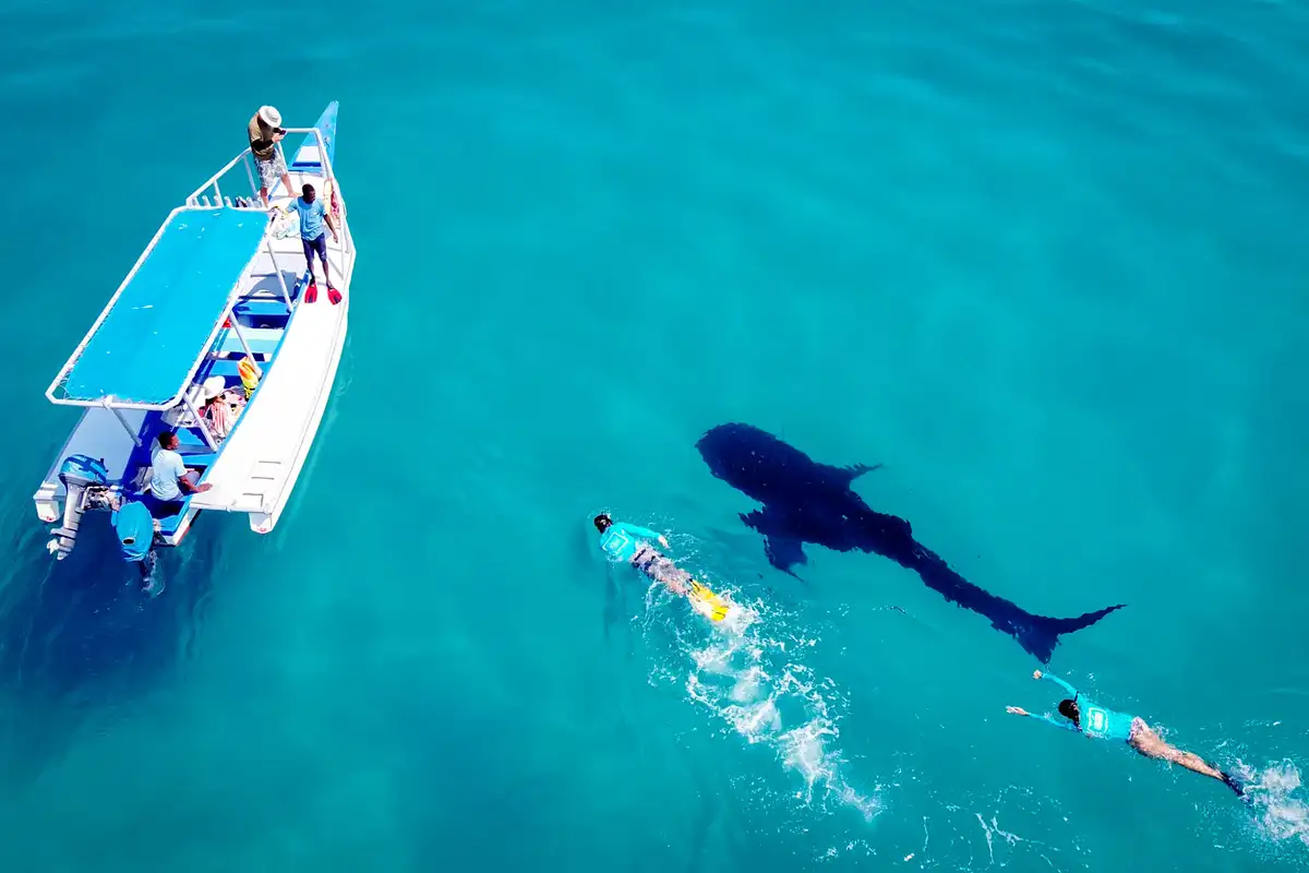 A stunning photograph capturing the serene beauty of Mafia Island, one of the top destinations of beaches in Tanzania, featuring crystal-clear waters and majestic whale sharks swimming peacefully.