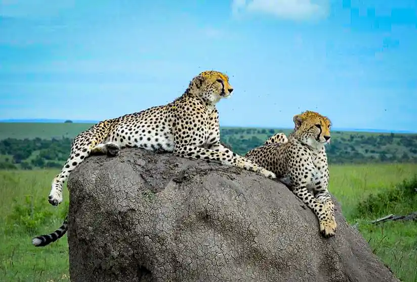 Two leopards resting on a rock during Mikumi National Park tours and safaris in Tanzania