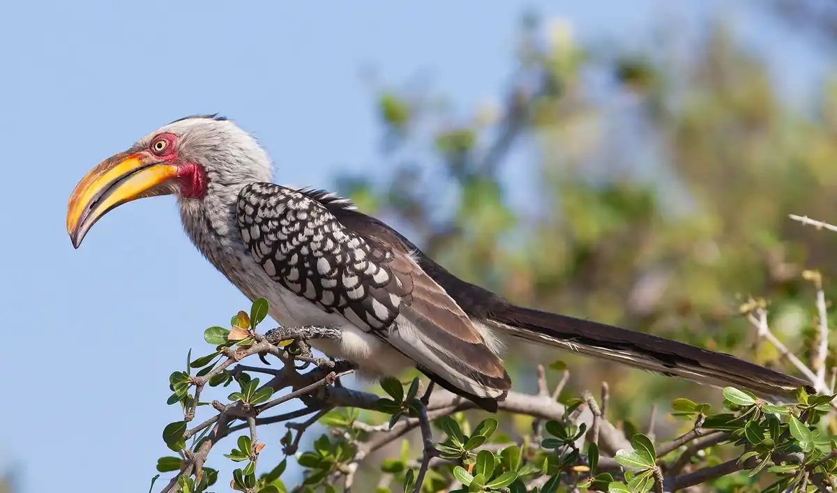 A mesmerizing image from Mikumi National Park showcasing the diverse birdlife during wildlife tours. Plan your adventure with Mikumi wildlife tours for an unforgettable experience.