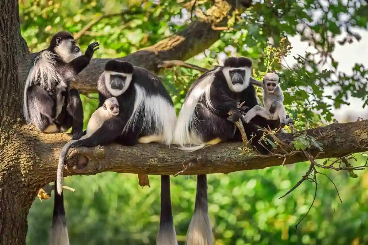 A monkey lounges near cabs under a tree at Arusha National Park Safaris, showcasing the harmony of wildlife and urban life.