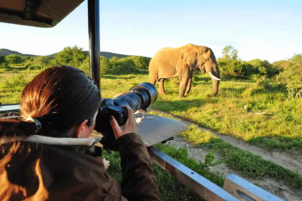 Photography safari and tours - Witness the beauty of a Giant Elephant grazing in Tanzania's wilderness, expertly captured by our skilled photographer.