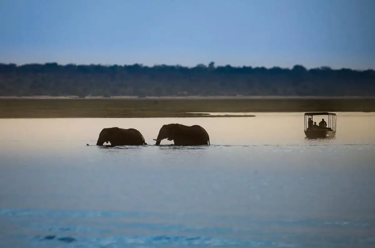 Elephants at the water in Saadani National Park, a stunning scene from Tanzania beach wildlife tours.