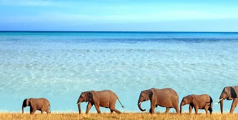 A captivating image capturing elephants on the Bagomoyo coast during Tanzania beach wildlife tours at Saadani National Park. 🐘🏖️ Witness the beauty of these majestic creatures in their natural habitat.
