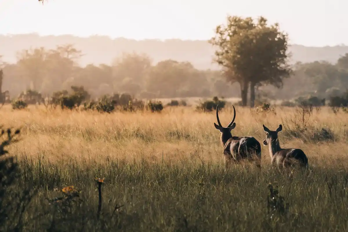 Antelope gracefully grazing in Saadani National Park safari experience