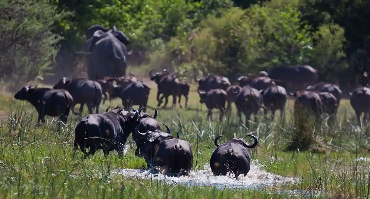 A group of buffalos searching for water in Saadani National Park, exemplifying the allure of wildlife encounters. #ReasonsToExploreSaadaniWildlife