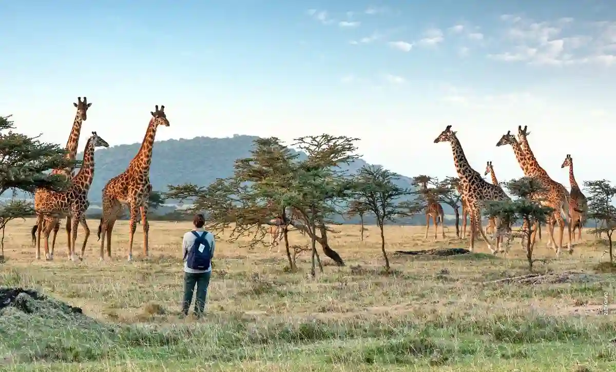 Guided walking safari in Tanzania - A group of giraffes roam the savannah, embodying the beauty of the Ngorongoro landscape.