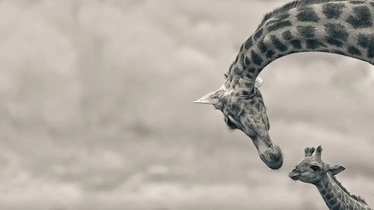 Photograph showcasing the serene beauty of Tanzania during Photography Tours Lodging, featuring captivating landscapes and expertly guided safaris.