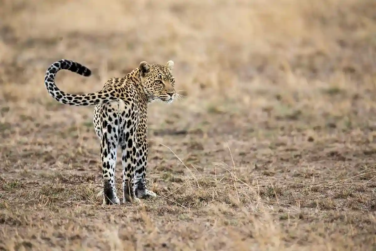 A mesmerizing shot from Tanzania offering Photography Safari Travel Advice - a must-read for photography enthusiasts seeking to capture the essence of this stunning destination. 📸✨ #AdventurePhotography #TanzaniaTravel