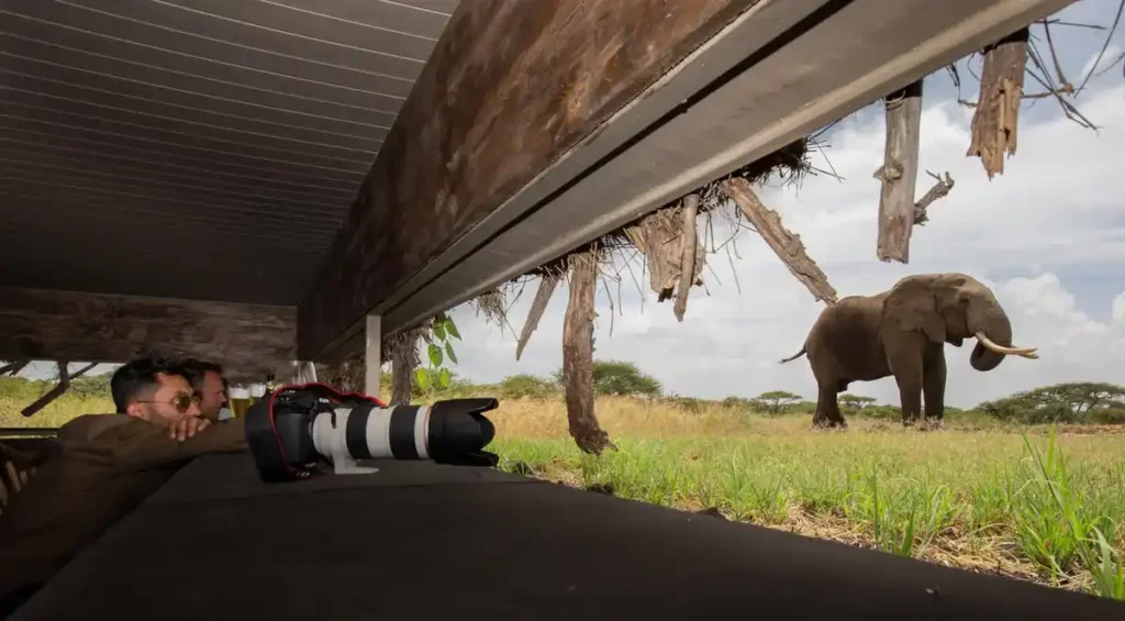 African Safari Destinations 2024: A majestic lion resting under an acacia tree in the savannah, symbolizing the allure of wildlife photography in Africa.