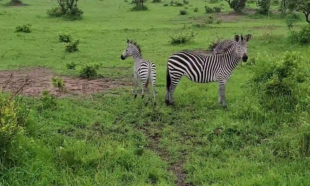 Zebras Grazing at Mikumi National Park - Ideal for Mikumi Wildlife Tours