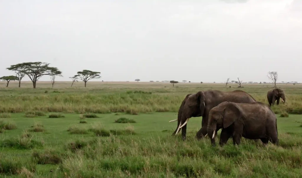 A breathtaking scene of elephants, lions, rhinos, buffaloes, and leopards on a safari in Tanzania, representing Big Five Safaris in Tanzania.