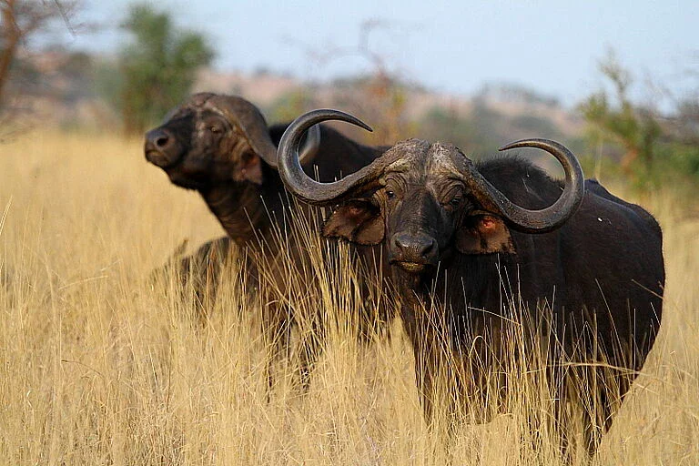 A breathtaking scene of buffalos grazing peacefully in Tarangire National Park, part of Tanzania's renowned Big Five Safaris.