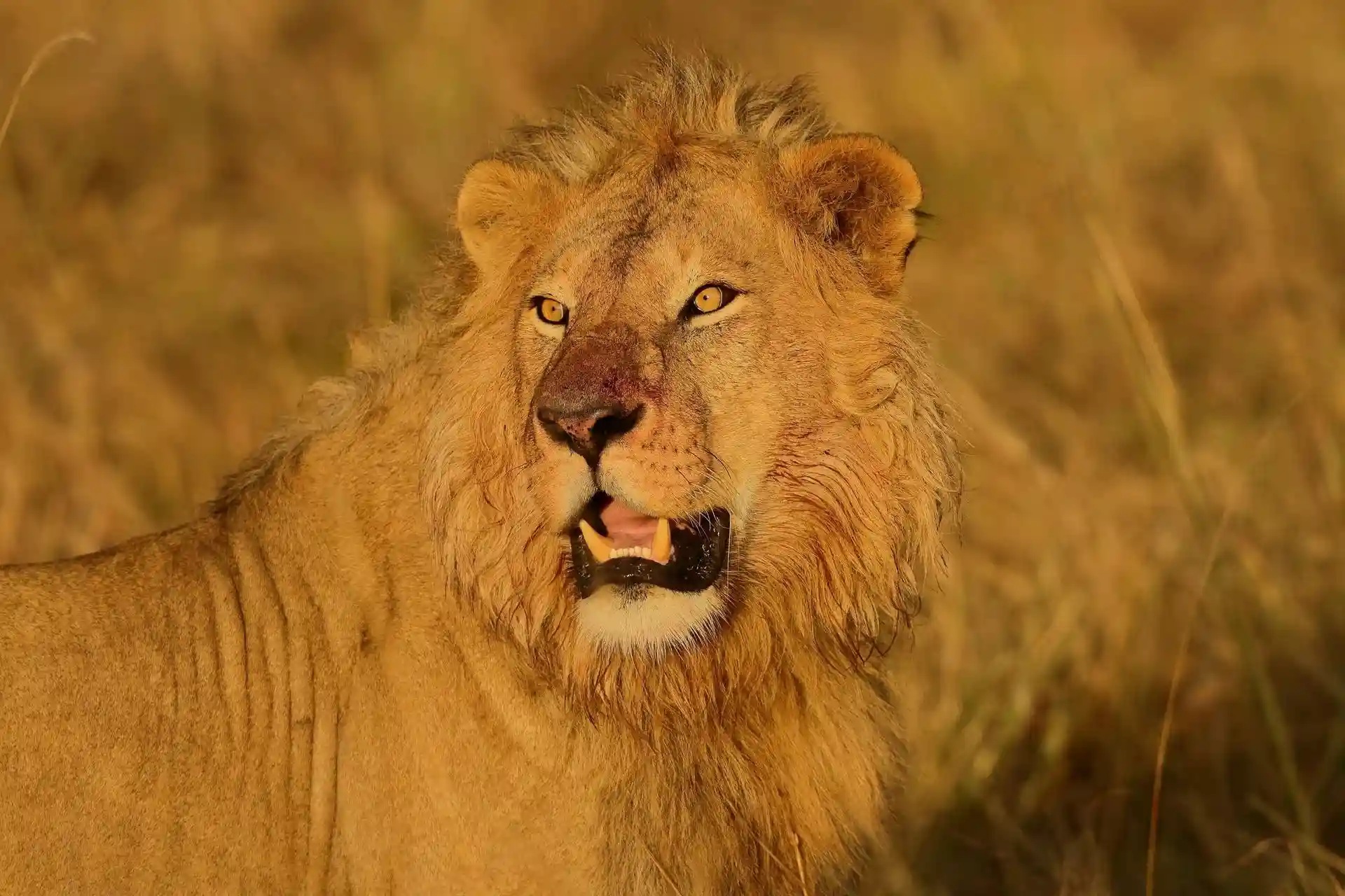 Majestic lions, part of the Big Five Safaris in Tanzania, displaying their hunger in the wild.