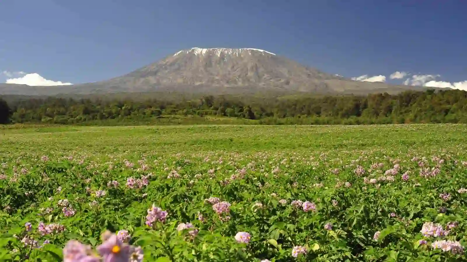 Agricultural landscape at the foothills of Mount Kilimanjaro, showcasing cultural diversity and sustainable farming practices - Mount Kilimanjaro Facts.