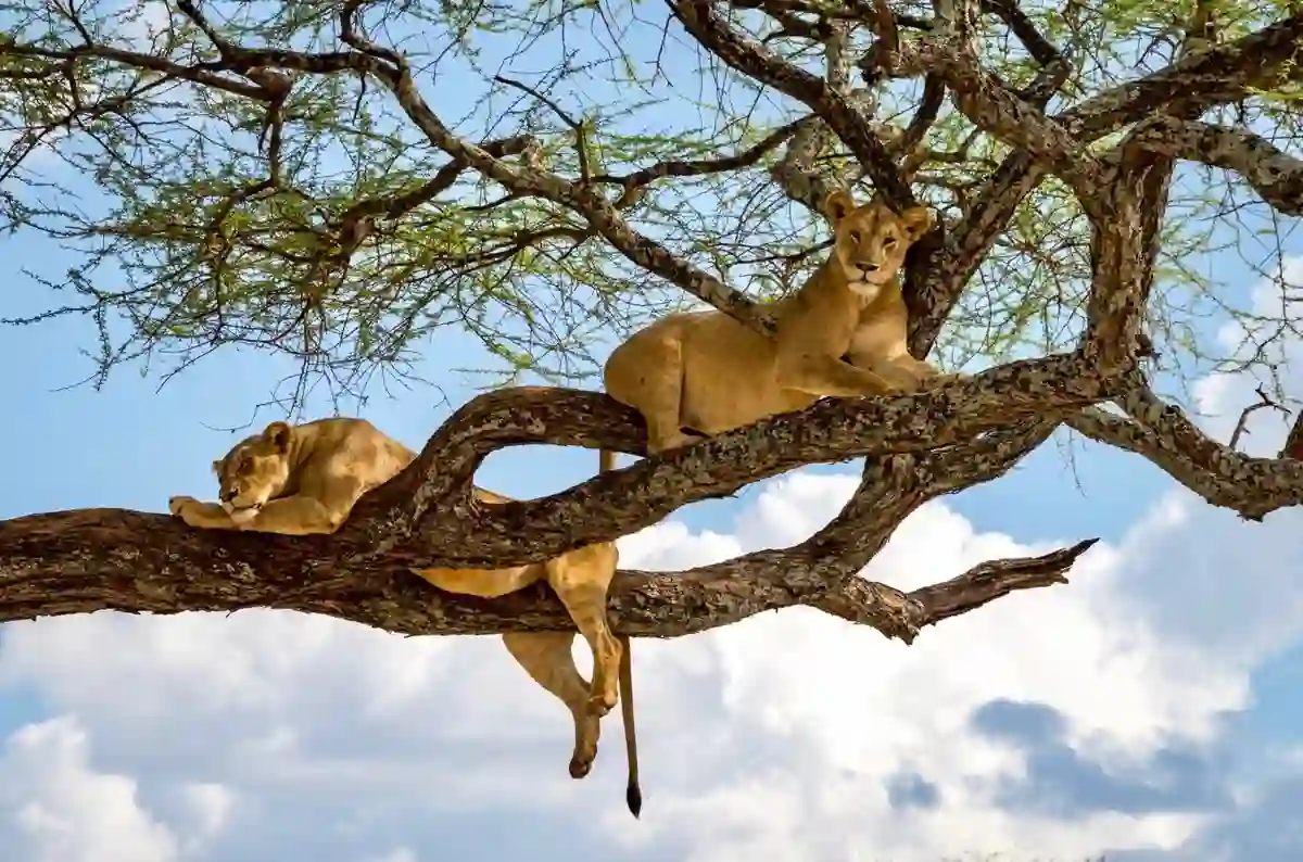 Tanzania Natural Wonders: Lions perched on trees in Lake Manyara National Park
