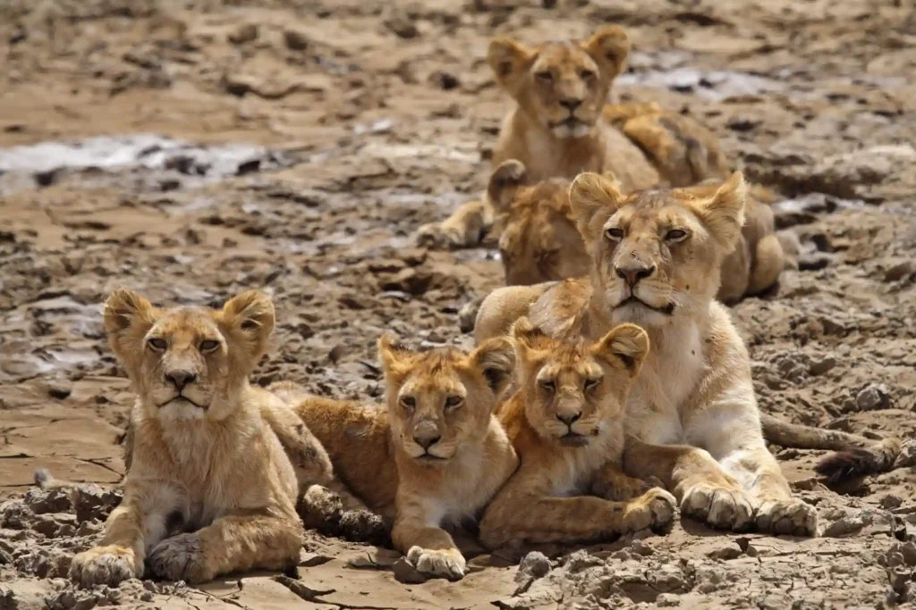 A tranquil scene of a lion family lounging together in the savannah during a Tanzania high season safari