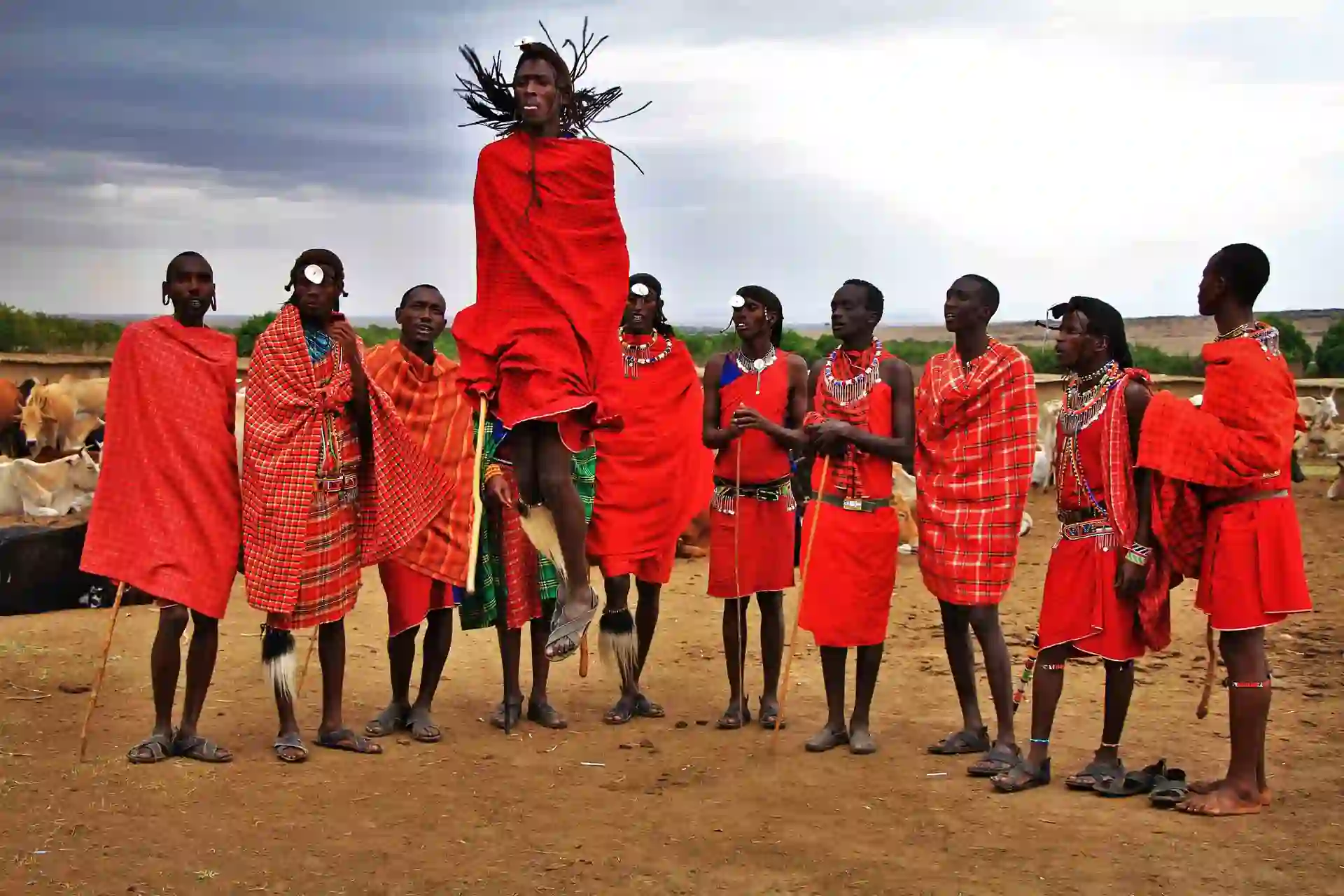 Colorful Maasai dancers perform traditional dance surrounded by grazing cows, showcasing Maasai culture in Tanzania.