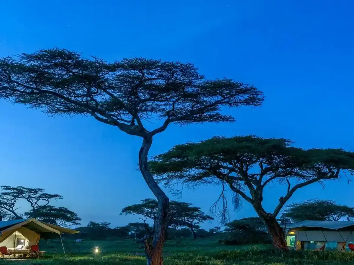Majestic Encounter: African Safaris - Lion in Tanzania's Wilderness A cozy tent nestled amidst the serene wilderness of Ndutu Wilderness Camp, offering authentic Serengeti safari accommodation.