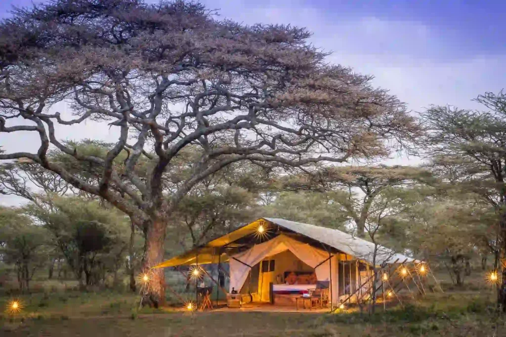 Majestic Encounter: African Safaris - Lion in Tanzania's Wilderness Serengeti Wilderness Camp Accommodation: A rustic tent nestled among towering trees in the wilderness.