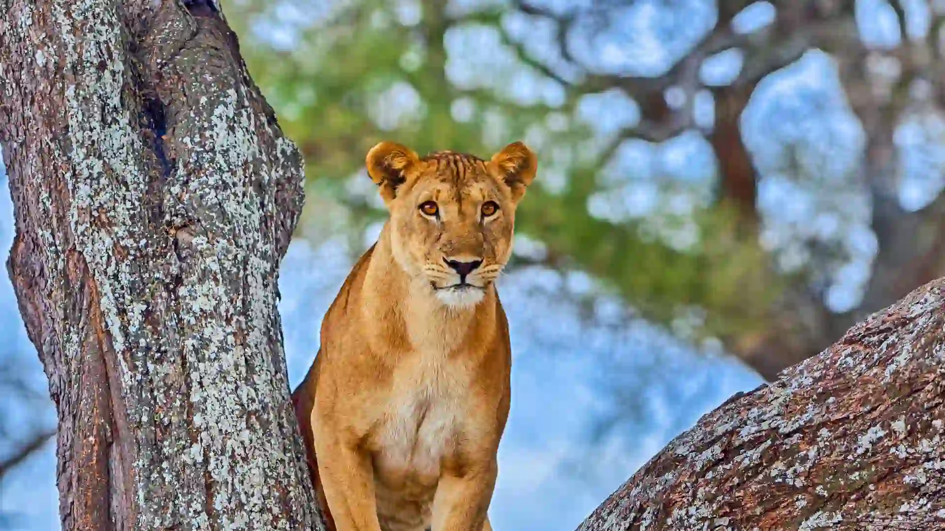 A stunning landscape of Tarangire National Park, showcasing the essence of Tarangire Safaris with elephants roaming amidst the lush greenery.