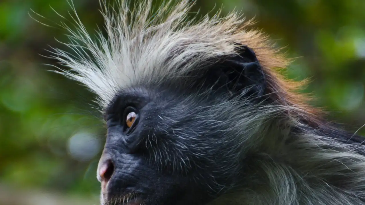 Playful Red Colobus Monkey at Jozan Chwaka Bay - When to go Jozan Chwaka bay for an unforgettable wildlife experience.