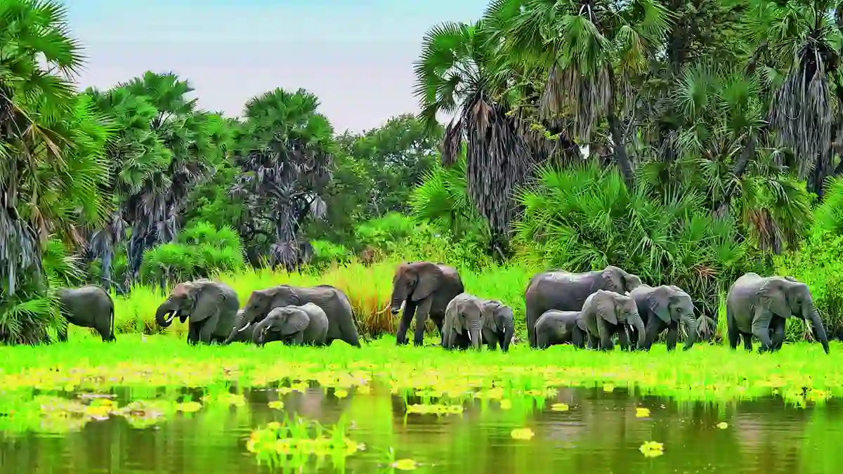 A captivating scene of wildlife roaming freely in the Selous Game Reserve, showcasing Tanzania's natural wonders.