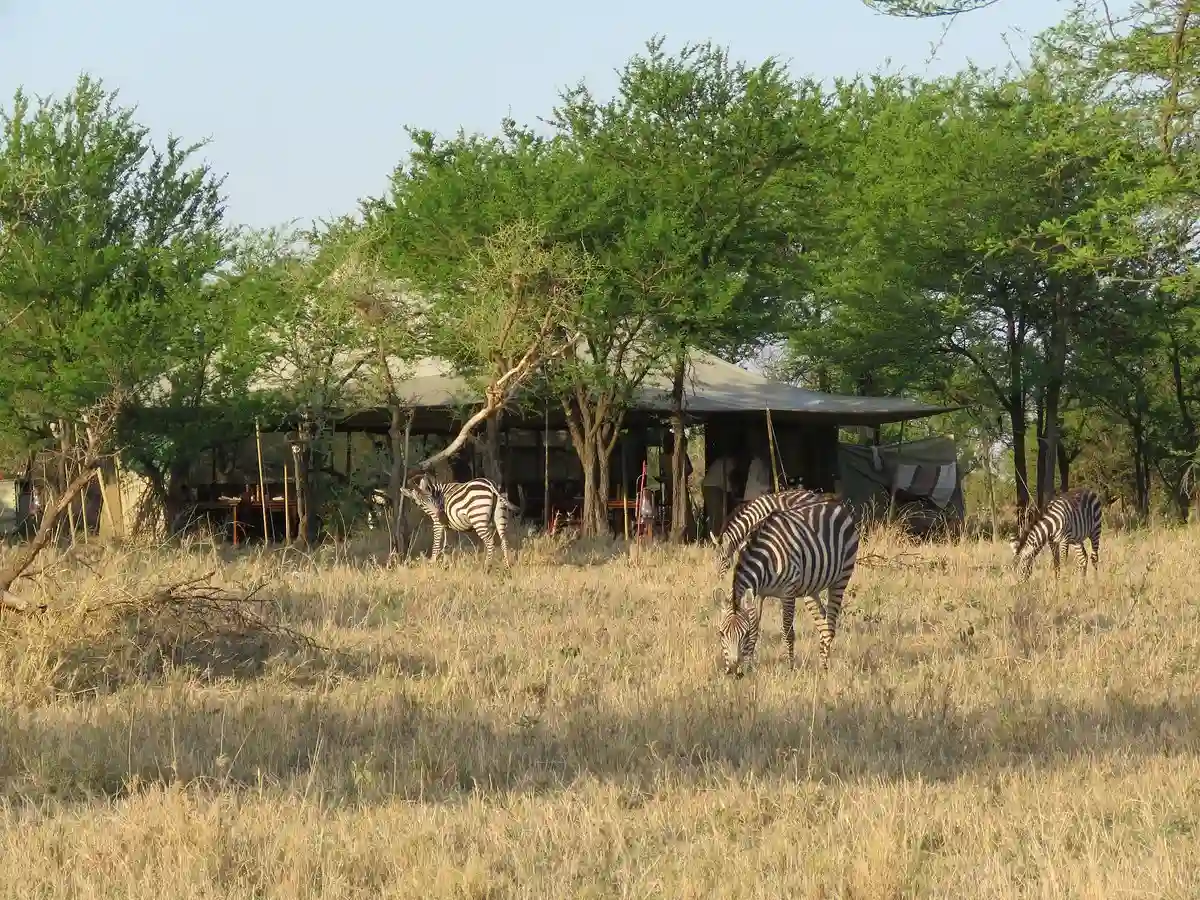 Majestic Encounter: African Safaris - Lion in Tanzania's Wilderness A tranquil view of Serengeti Wilderness Camp accommodation amidst the vast wilderness of the Serengeti.