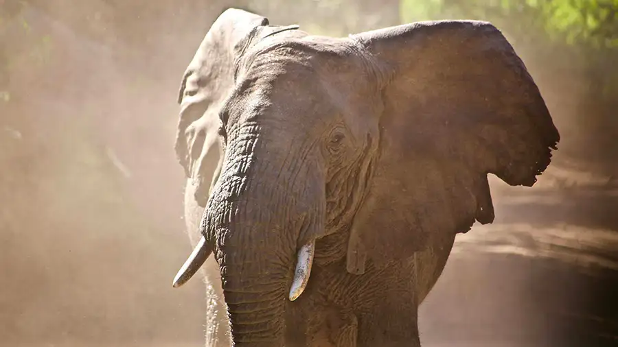 A herd of majestic elephants walking through the savannah in Tarangire Safaris, Tanzania.
