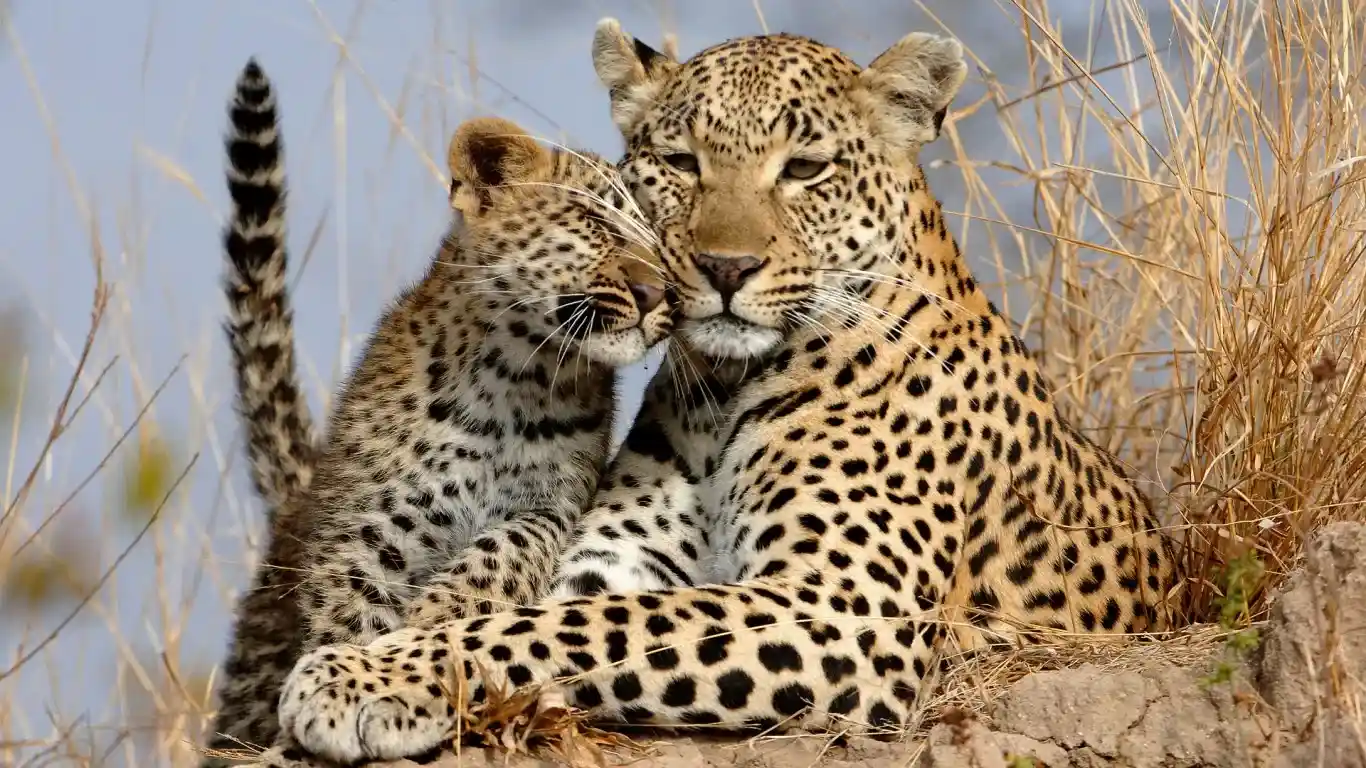 A captivating moment on Tanzania's Big Five Safaris: a leopard and her cubs rest in the shade of a tree.