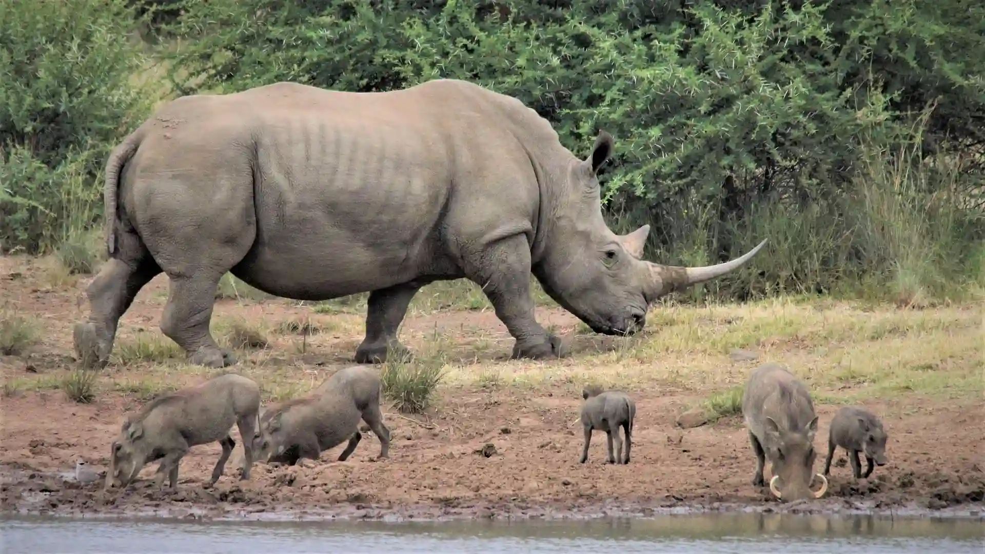 A magnificent rhinoceros grazing peacefully in the wilderness of Tanzania during a Big Five Safari.