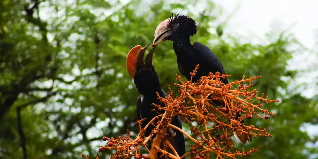 Birdwatching Safari Experience – Tropical Birds Feeding in Tanzania