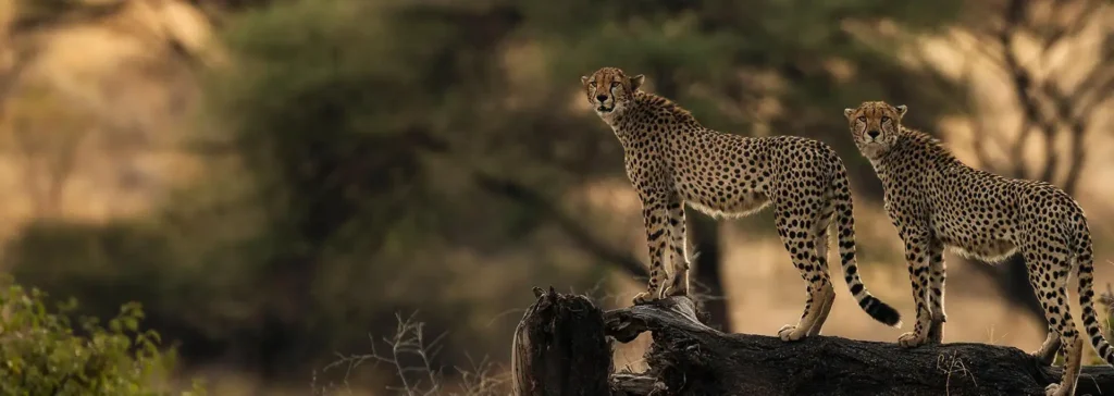 A group of tourists on a safari jeep, observing wildlife during Tanzania high season safaris.