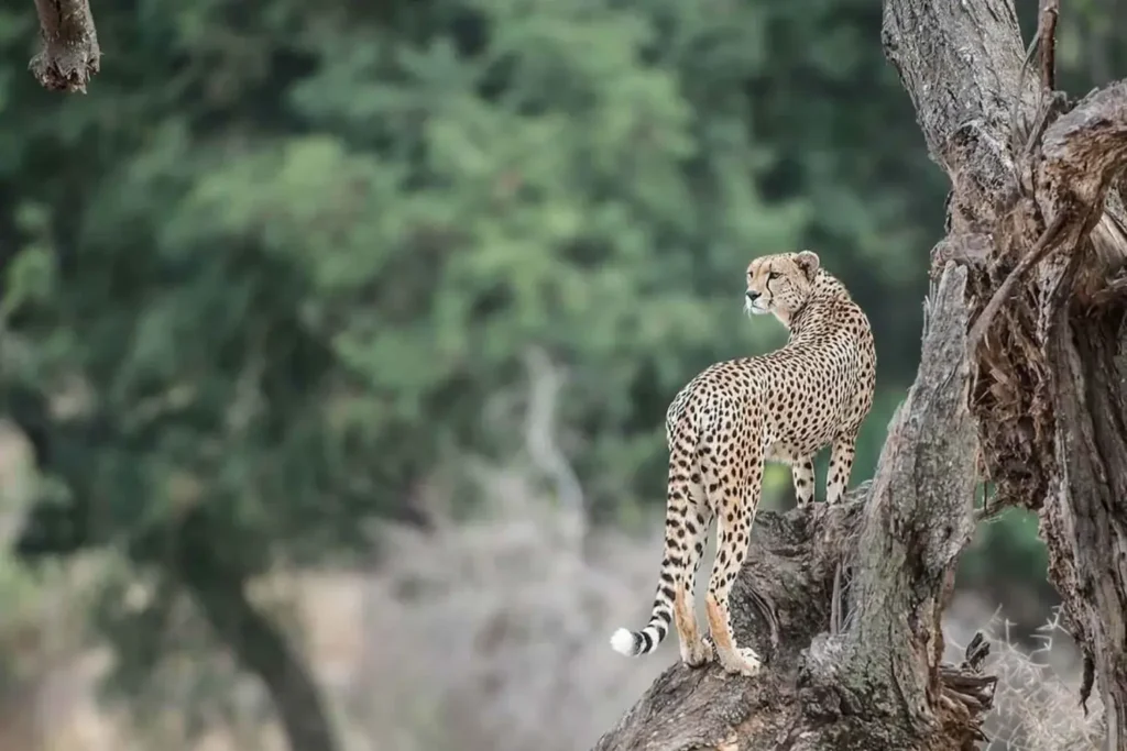 A magnificent leopard prowling through the Tanzanian wilderness during a Big Five Safari.