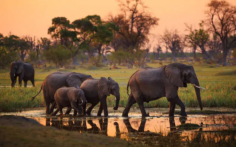 A group of elephants strolling through Tarangire National Park, showcasing Tanzania's natural wonders.