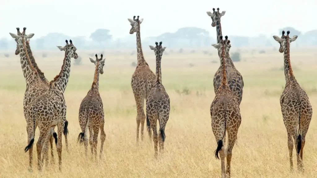 A luxurious safari tent nestled in the heart of the Serengeti, perfect for timing your Tanzania high season safari.