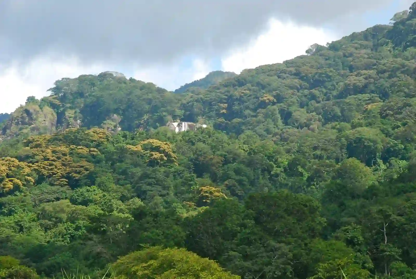 A serene forest scene in Udzungwa Mountains National Park, showcasing the best time for exploration amidst nature's embrace.
