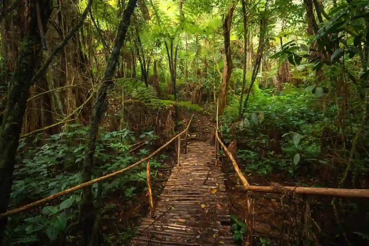 A hiker traverses the lush trails of Usambara Mountains during a trek from Lushoto to Mtae.