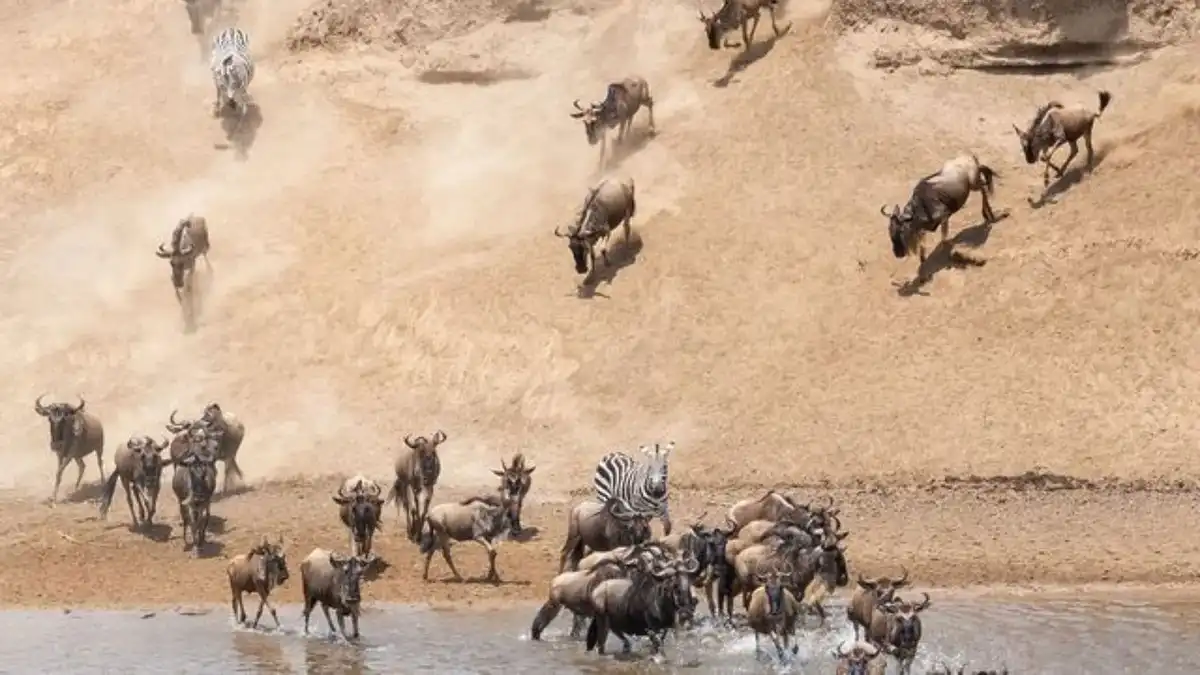 Wildebeest Migration - Animal Cross Mara River to Maasai Mara - Tanzania Natural Wonders