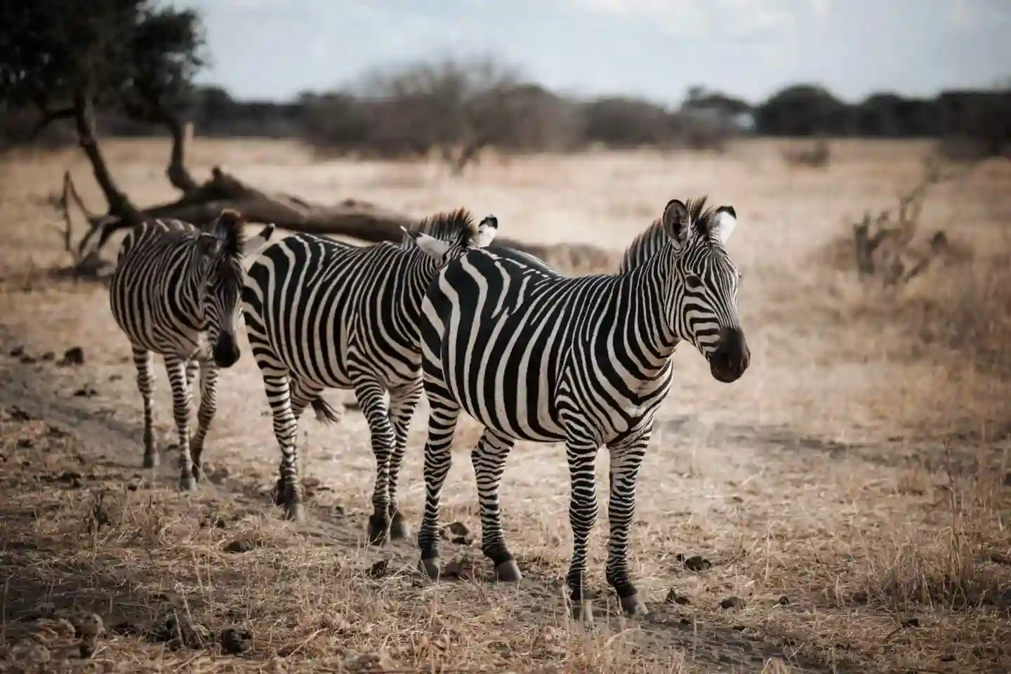 A herd of zebras peacefully grazing in the savannah of Tarangire National Park during a safari adventure.