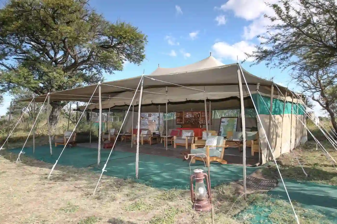 Majestic Encounter: African Safaris - Lion in Tanzania's Wilderness Serengeti Wilderness Camp - Tented Camp interior showcasing cozy furnishings and warm ambiance
