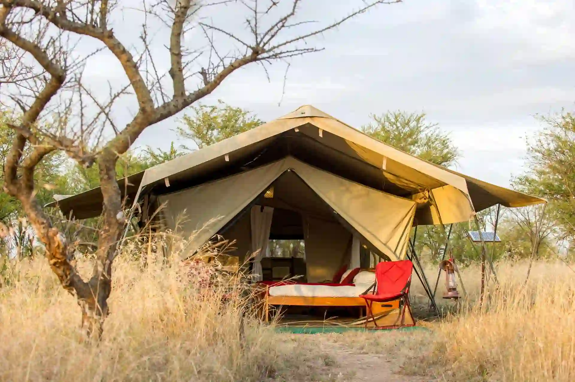 Majestic Encounter: African Safaris - Lion in Tanzania's Wilderness Inside view of a cozy tent at Serengeti Wilderness Camp Accommodation, showcasing comfortable furnishings and rustic charm.