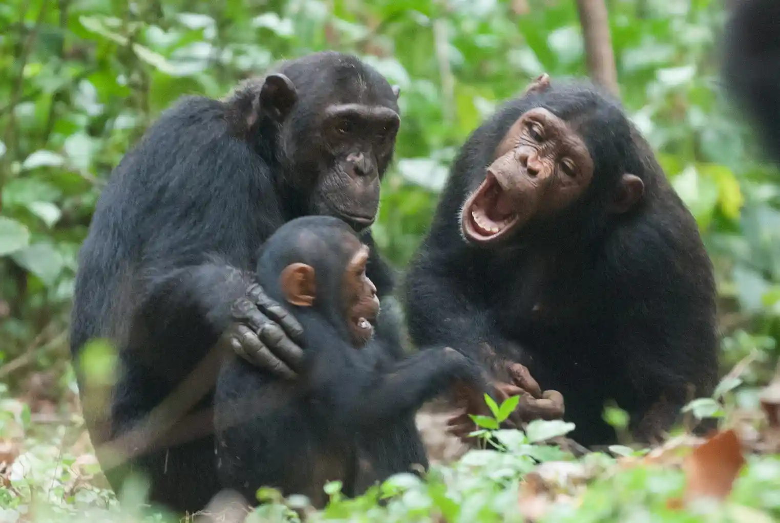 A playful chimpanzee family enjoying quality time together in the lush surroundings of Gombe Stream National Park. Perfect for your Gombe National Park travel guide.