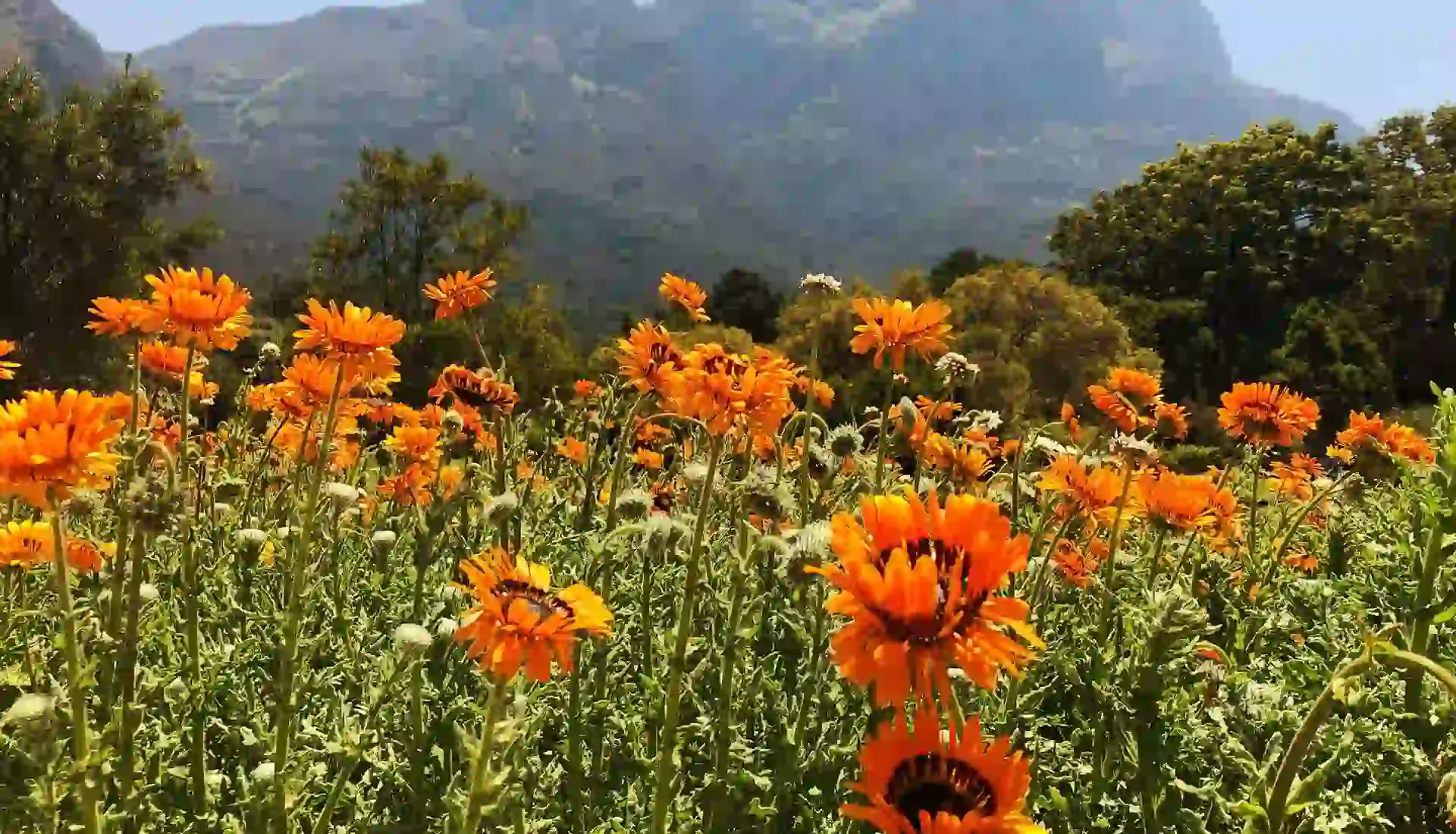 A breathtaking view of the colorful flora in the Garden of God, Kitulo National Park - a reason Why visit Kitulo National Park.