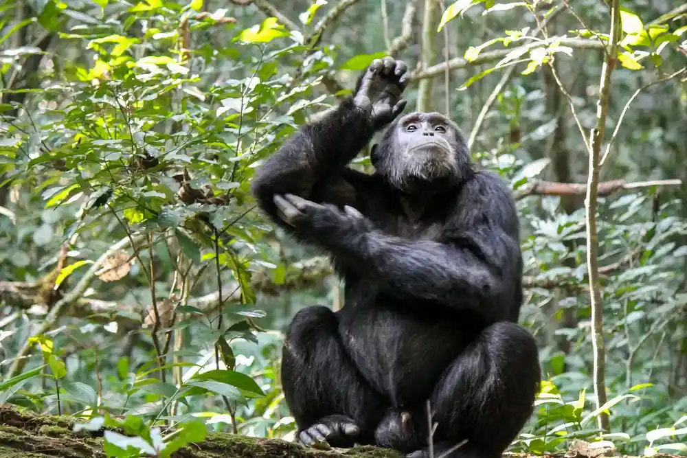 Why to visit Gombe Stream National Park: A close-up photo of a chimpanzee in its natural habitat, surrounded by lush greenery.
