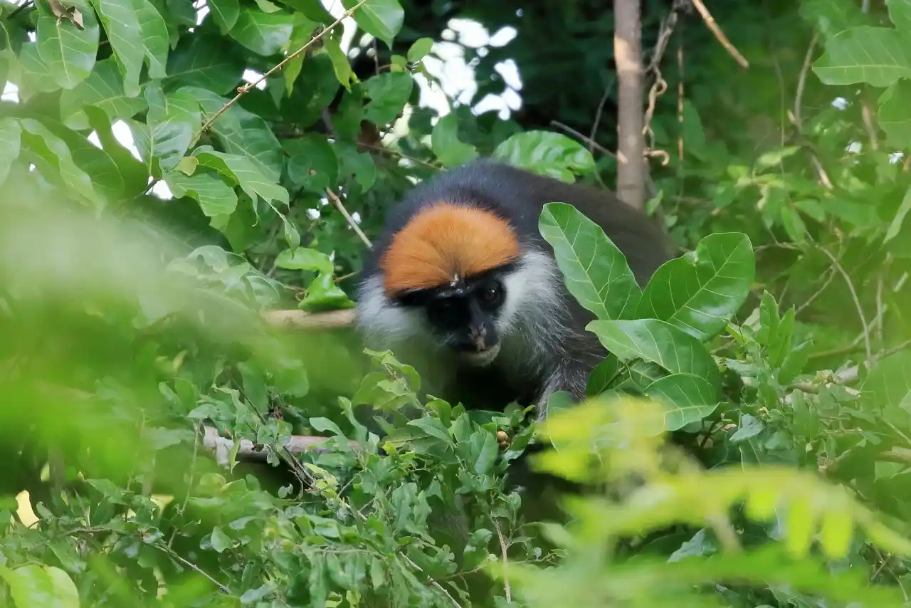 A charming Kipunji monkey perched on a branch in the lush greenery of Kitulo National Park.