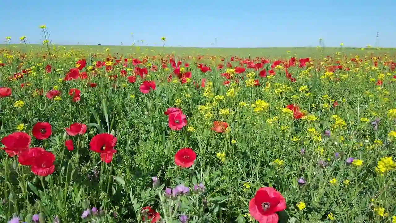 A breathtaking view of vibrant flowers in Kitulo National Park, also known as Bustani ya Mungu, the Garden of God