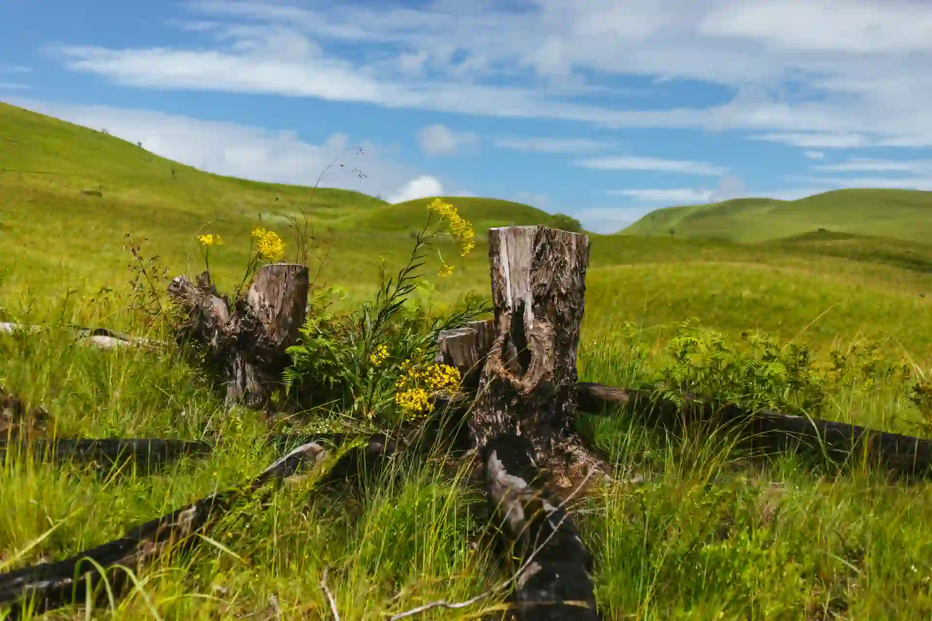 A lush green landscape of grass and vegetation in Kitulo National Park.