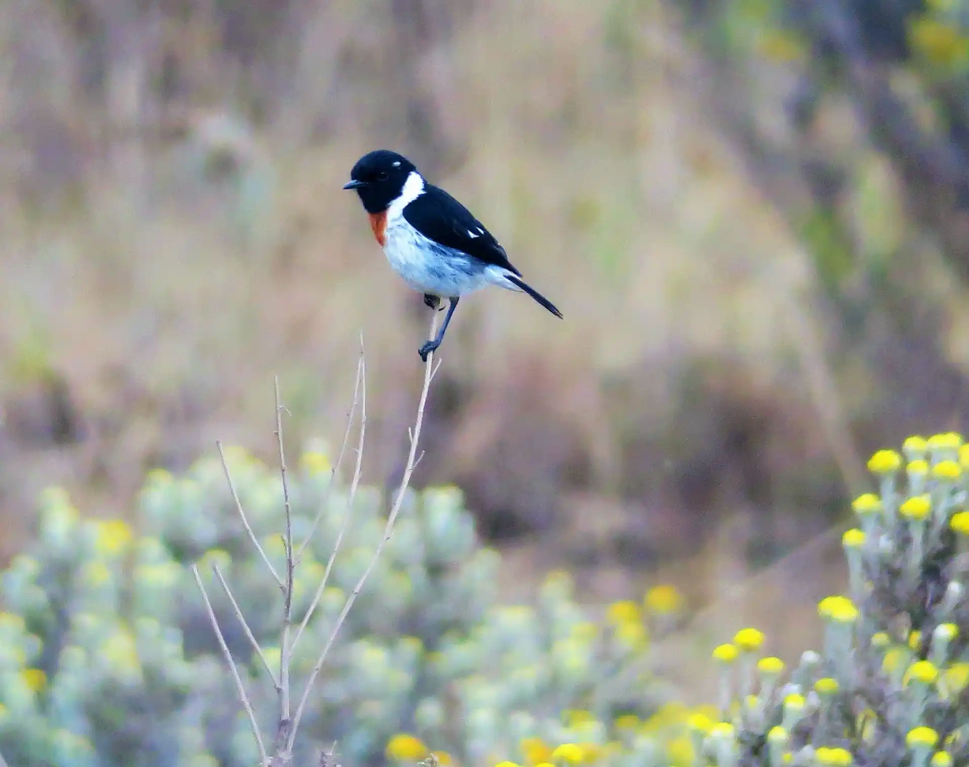 A serene landscape showcasing the beauty of Kitulo National Park with vibrant flora, perfect for bird watching and hiking.