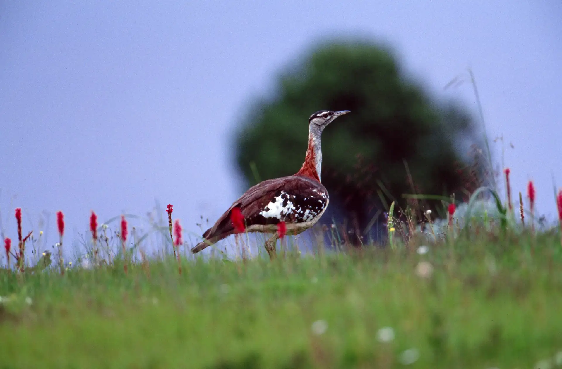 A vibrant landscape filled with colorful flowers in Kitulo National Park, Tanzania. Follow our Kitulo National Park travel advice for an unforgettable experience.